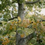 Growing Hickory Trees for Nuts and Beautiful Fall Color
