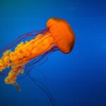 Growing Hydroponic Lettuce and Leafy Greens Indoors