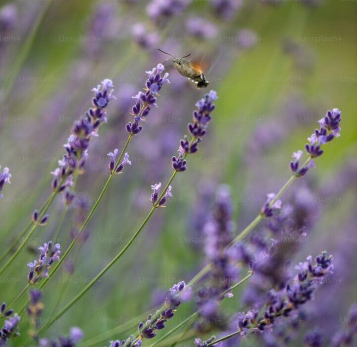 Growing Lavender: Complete Care Guide for Fragrant Gardens