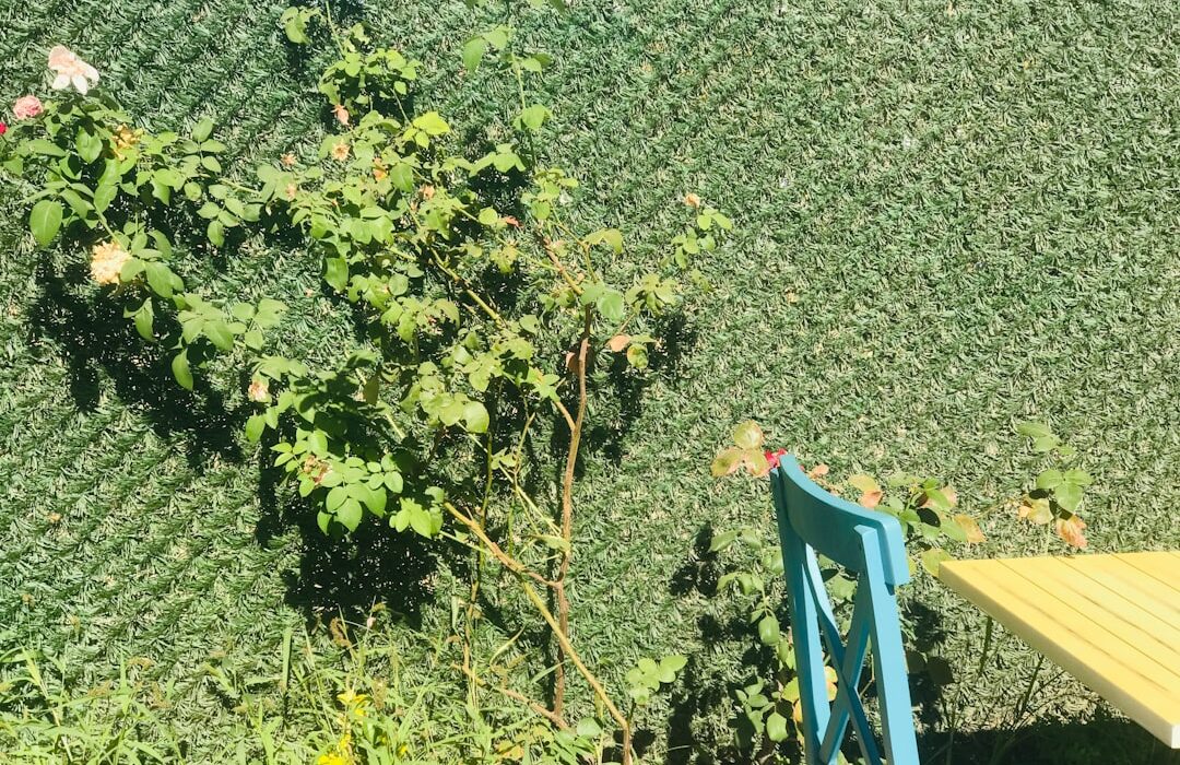 Growing Melons: Cantaloupe, Honeydew, and Specialty Varieties