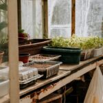Growing Microgreens at Home: Quick Harvest Superfood Guide
