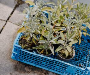 Growing Mint Without It Taking Over: Containment Strategies
