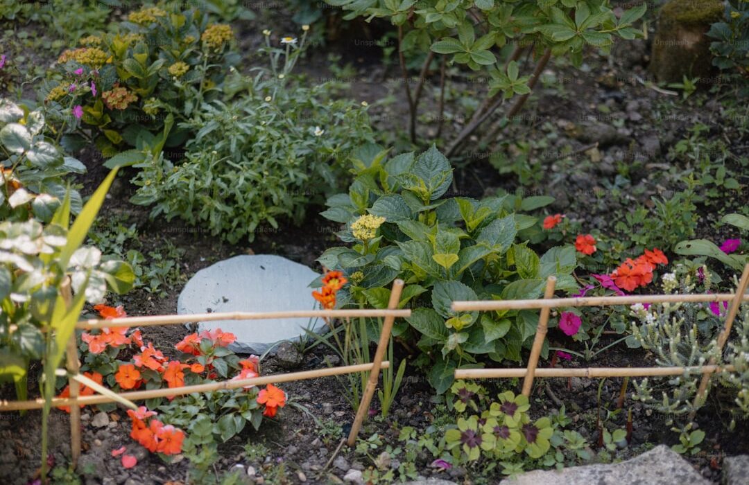 Growing Popcorn: Fun Garden Project from Seed to Snack