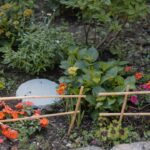 Growing Popcorn: Fun Garden Project from Seed to Snack