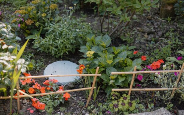 Growing Popcorn: Fun Garden Project from Seed to Snack