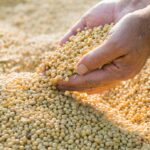 Growing Quinoa: The Superfood Grain You Can Grow at Home