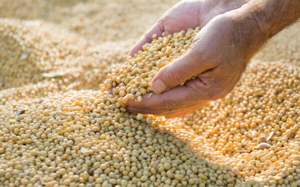 Growing Quinoa: The Superfood Grain You Can Grow at Home