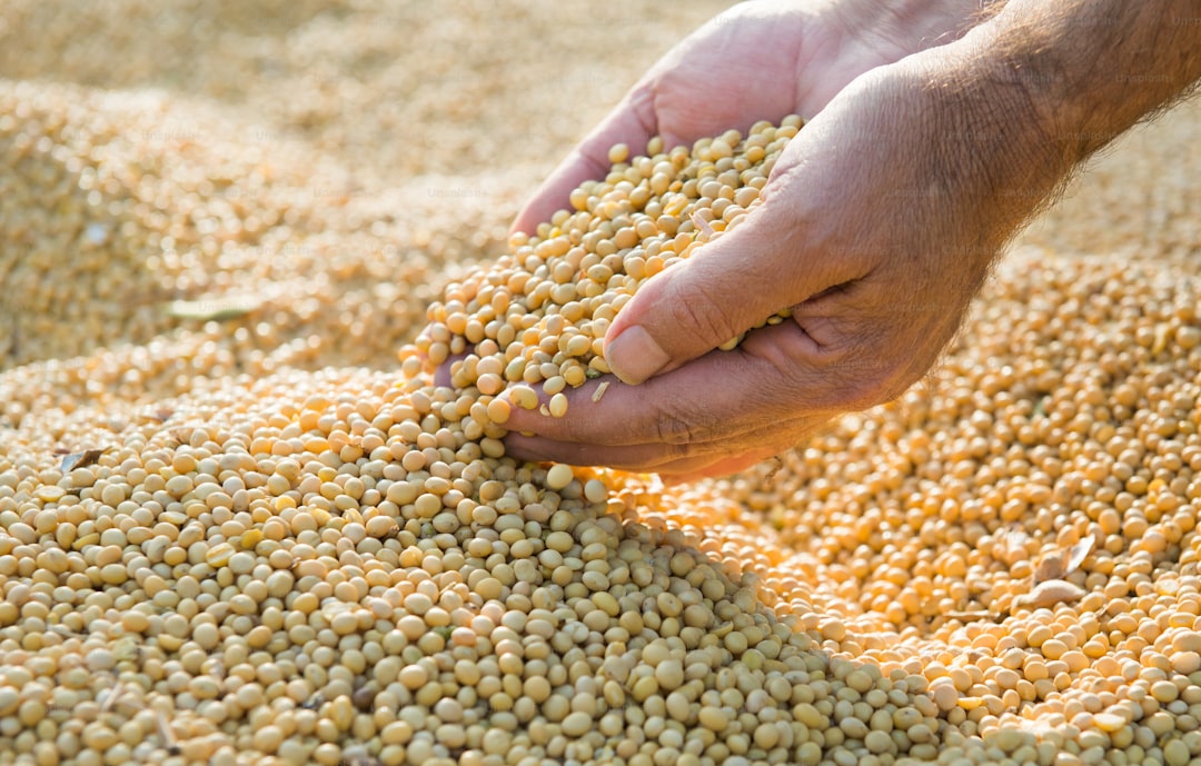 Growing Quinoa: The Superfood Grain You Can Grow at Home