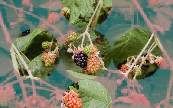 Growing Raspberries and Blackberries: Complete Bramble Guide