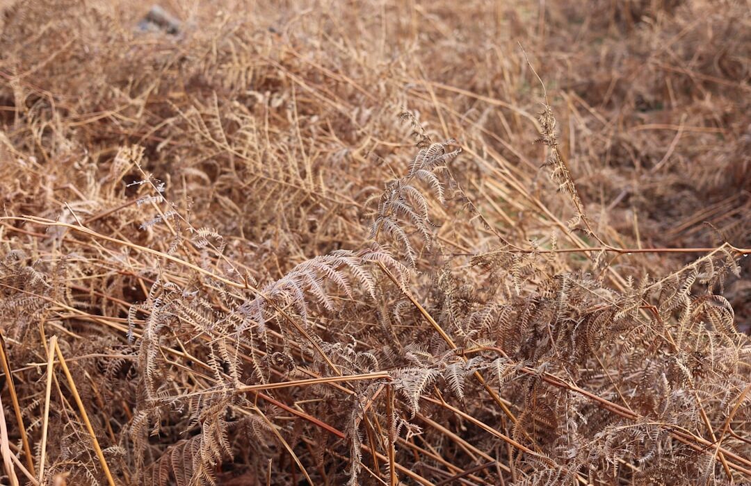 Growing Rye as a Cover Crop and Grain: Dual Purpose Planting