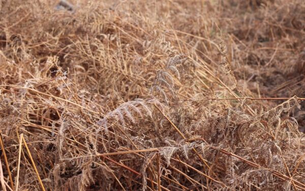 Growing Rye as a Cover Crop and Grain: Dual Purpose Planting