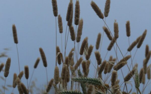 Growing Sorghum for Grain, Syrup, and Livestock Feed