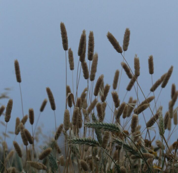 Growing Sorghum for Grain, Syrup, and Livestock Feed