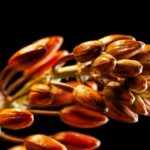 Growing Sunflowers for Seeds: Snack and Oil Varieties