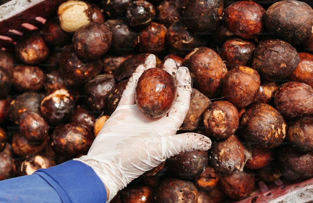 Harvesting and Curing Nuts from Your Backyard Trees