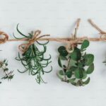 Harvesting and Drying Herbs: Preserve Garden Freshness Year-Round