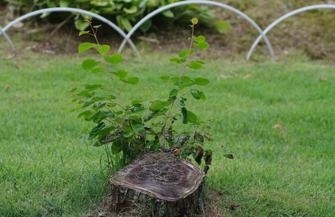 Hazelnut Trees for Home Gardens: Compact Nut Production