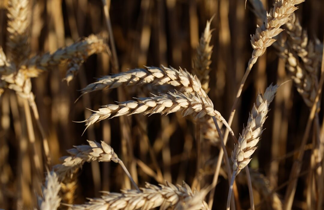 Heirloom Grain Varieties: Heritage Wheats and Ancient Grains