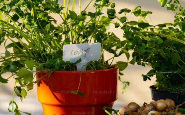 Herbs for Container Gardens: Best Varieties and Pot Combinations