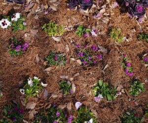 Homemade Organic Fertilizers: 10 Kitchen Scrap Recipes