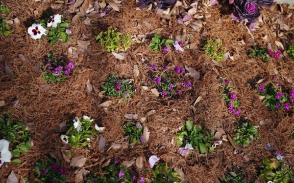 Homemade Organic Fertilizers: 10 Kitchen Scrap Recipes