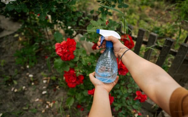 Homemade Organic Pest Sprays: Safe Recipes That Actually Work