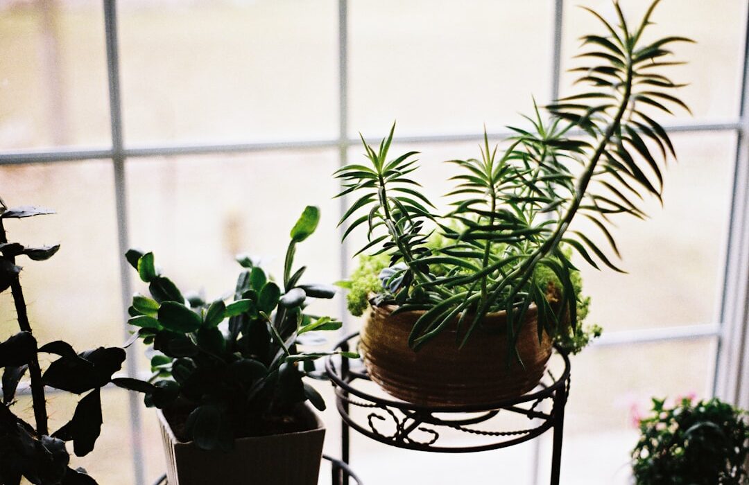 Houseplant Watering Guide: How to Water Every Common Plant