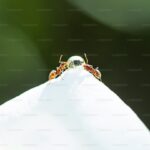 How to Attract Beneficial Insects to Your Garden for Natural Pest Control