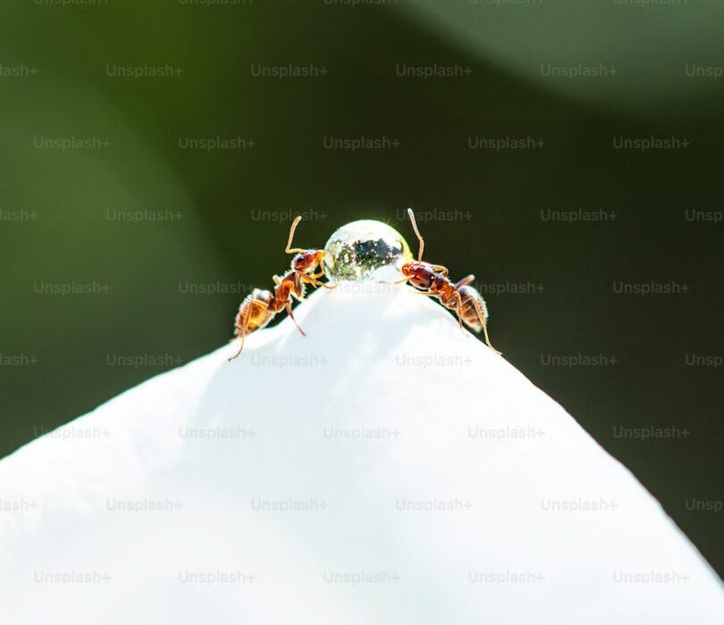 How to Attract Beneficial Insects to Your Garden for Natural Pest Control