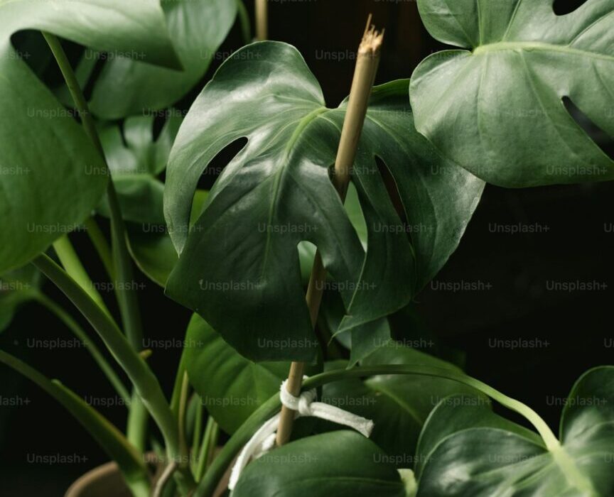 How to Care for Monstera Deliciosa: Complete Swiss Cheese Plant Guide