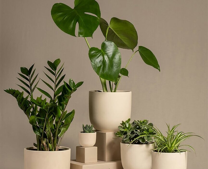 How to Choose the Right Pot for Every Houseplant