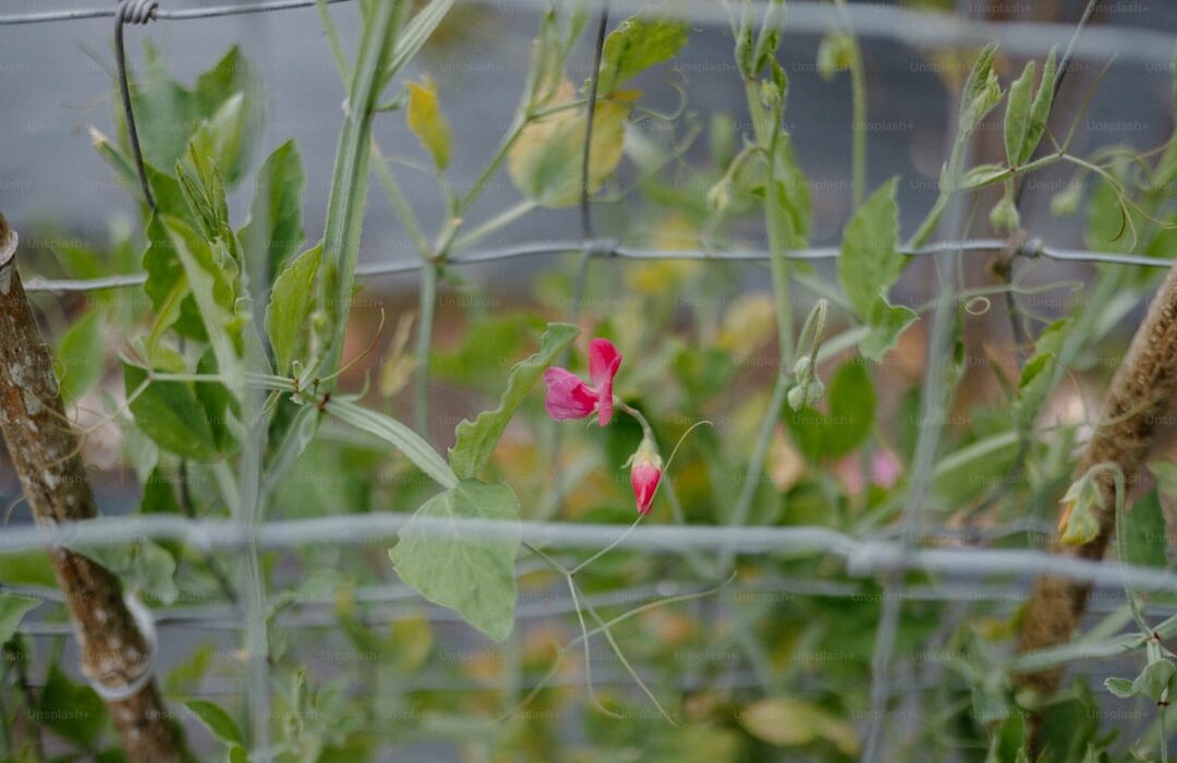 How to Create a Pizza Garden: Herbs and Veggies for Homemade Pizza