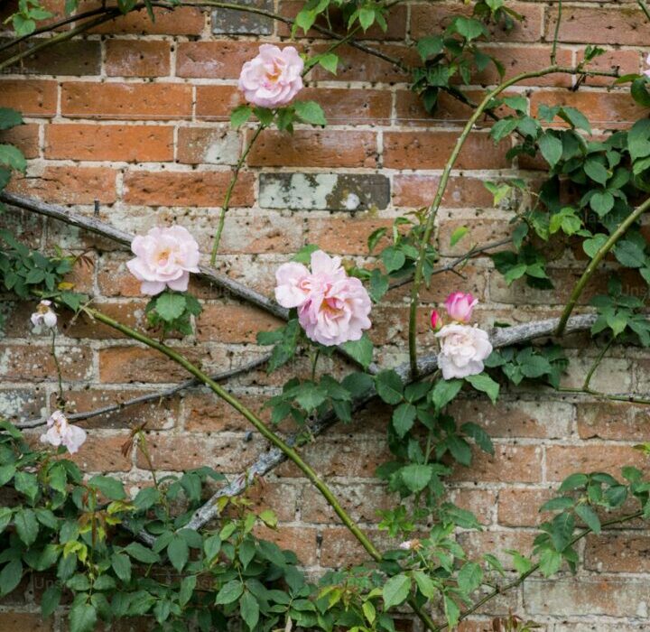 How to Deadhead Flowers: Extend Blooming All Season