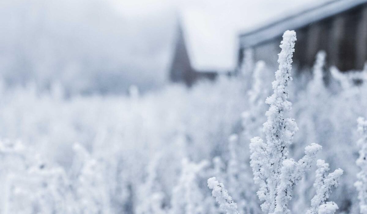 How to Force Bulbs Indoors for Winter Blooms