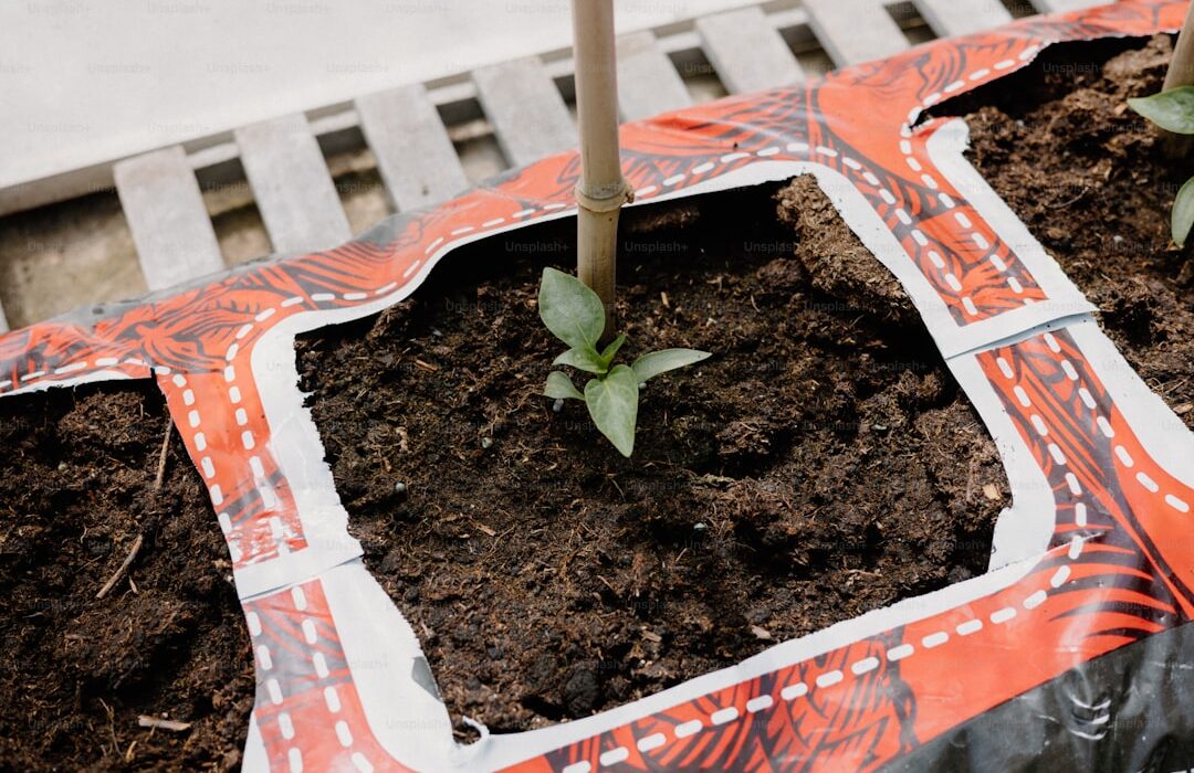 How to Germinate Seeds Faster: Techniques for Quick Sprouting