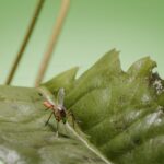 How to Get Rid of Aphids Naturally: 10 Organic Methods That Work