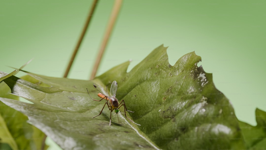 How to Get Rid of Aphids Naturally: 10 Organic Methods That Work