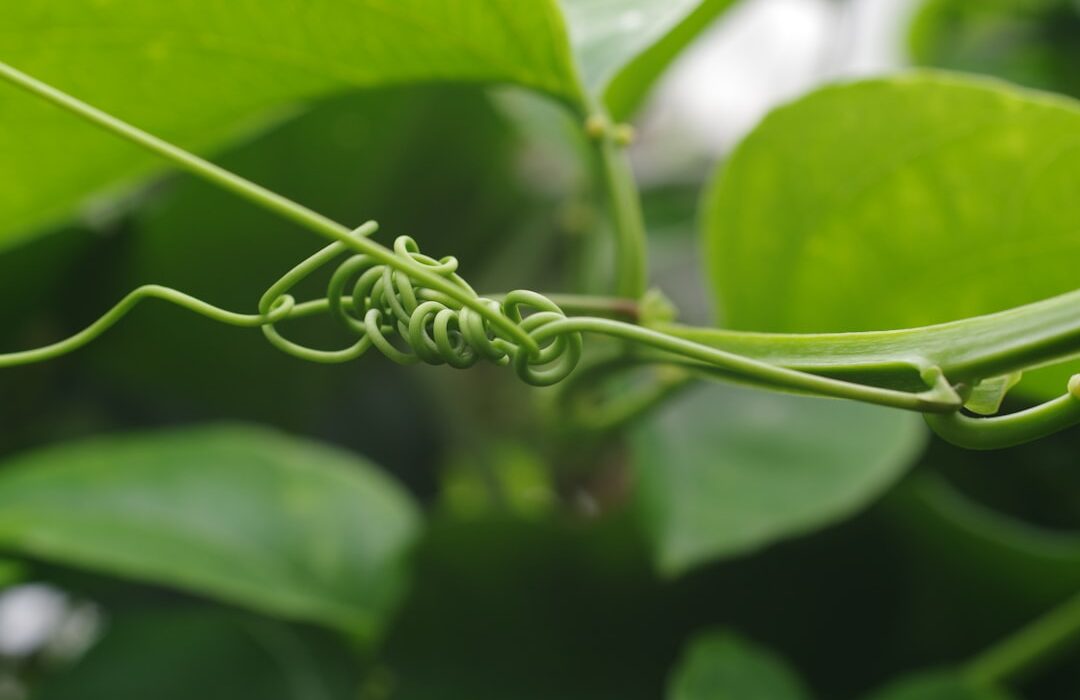 How to Get Rid of Aphids Naturally