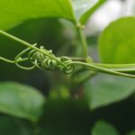 How to Get Rid of Aphids Naturally