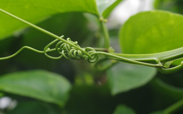 How to Get Rid of Aphids Naturally