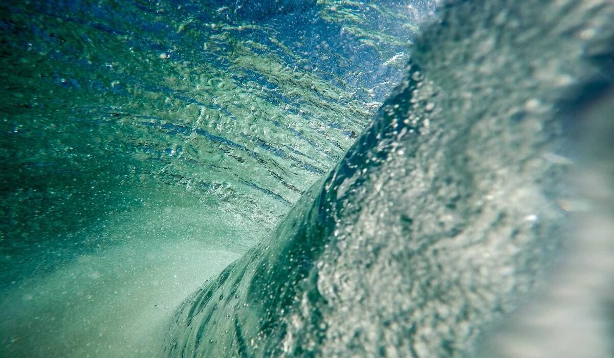 How to Grow a Fruit Tree Guild: Permaculture Companion Planting