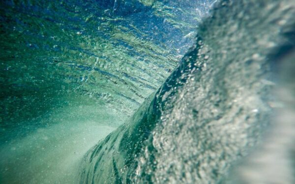 How to Grow a Fruit Tree Guild: Permaculture Companion Planting