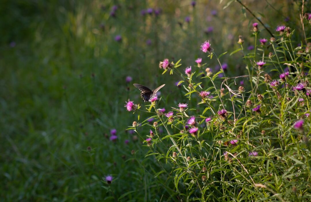 How to Grow a Wildflower Meadow from Seed