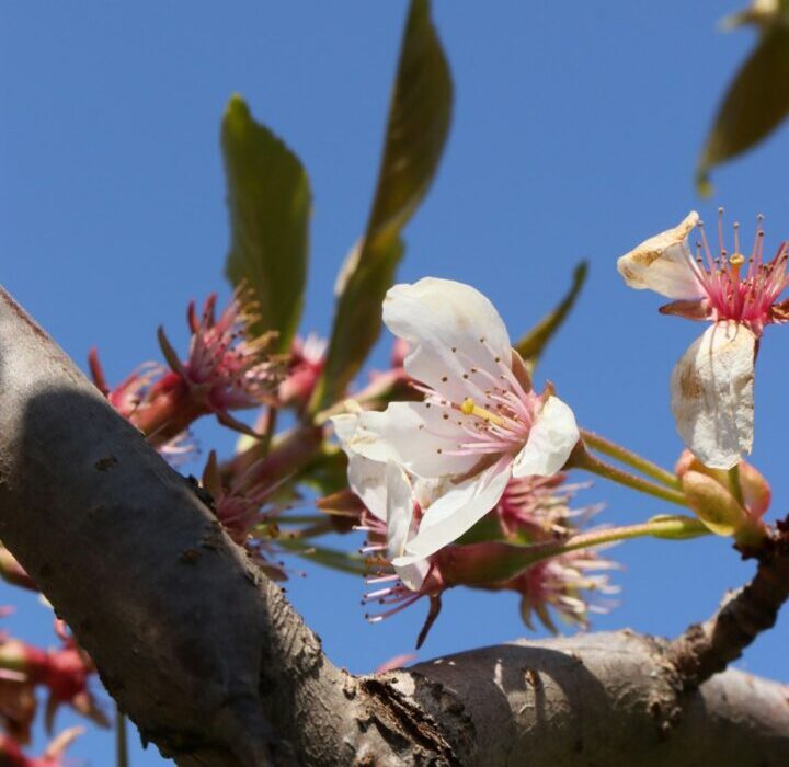 How to Grow Almond Trees: Climate Requirements and Care