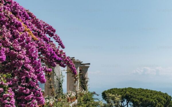How to Grow and Train Wisteria: Taming a Beautiful Beast