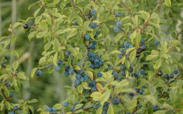 How to Grow Blueberries in Pots: Acidic Soil and Care Guide