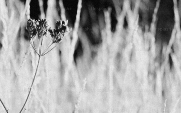 How to Grow Buckwheat as a Cover Crop and Grain