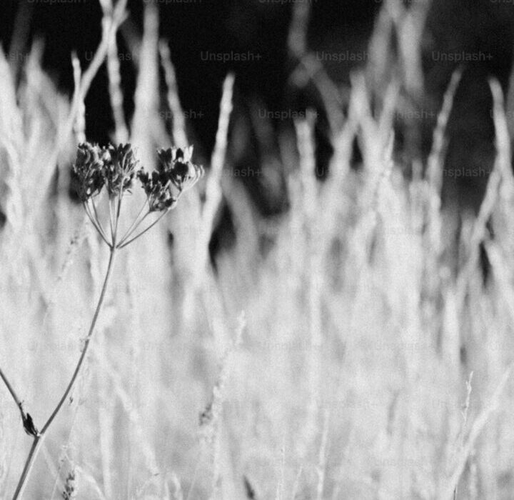 How to Grow Buckwheat as a Cover Crop and Grain