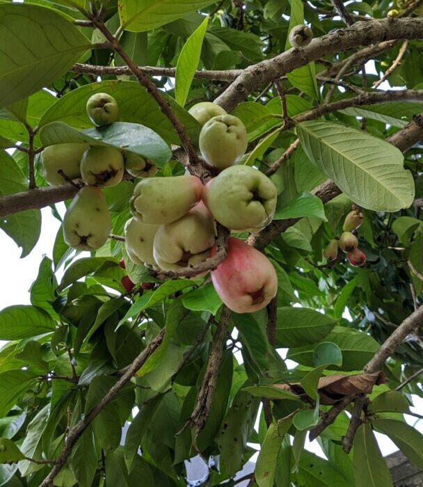 How to Grow Cashew Trees in Warm Climates