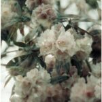 How to Grow Clematis: Queen of Climbing Plants